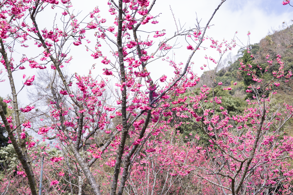 附圖1-陽明山花季櫻花照片