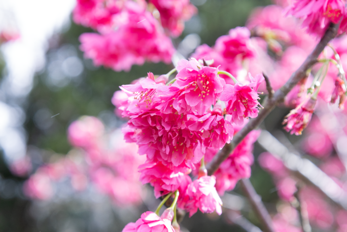 附圖3-正在盛開的八重櫻，因花瓣密集重疊而得名