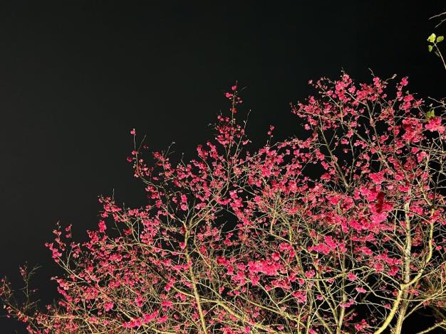 附圖5-樂活夜櫻季第二區八重櫻照片