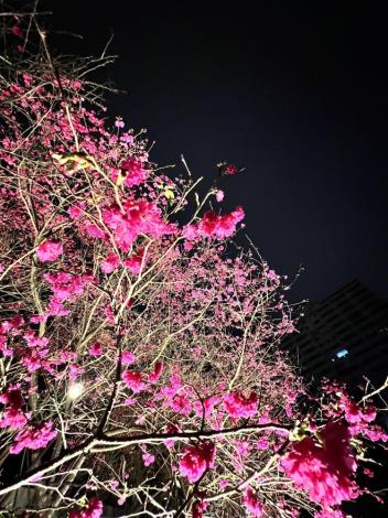 附圖6-樂活夜櫻季第二區八重櫻照片