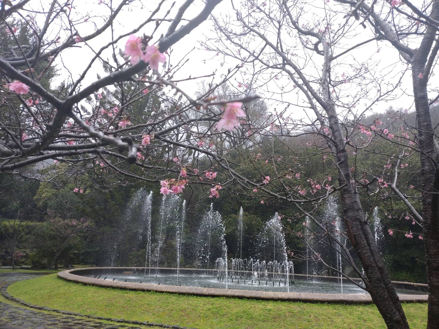 圖4 噴水池旁昭和櫻