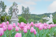 圖3. 西式庭園內紫色的鬱金香花帶搭配雕像及飛天馬美不勝收