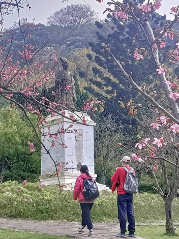 照片2-王陽明銅像區的昭和櫻