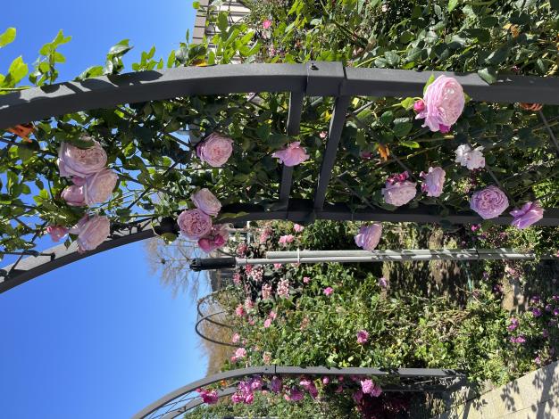 圖6淺粉色「自由精神」開花機器美稱，花朵又大又香。