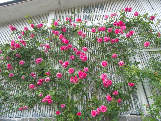 圖6.爬滿柔軟枝條的「烏拉拉」玫瑰花牆是您不可錯過的打卡點