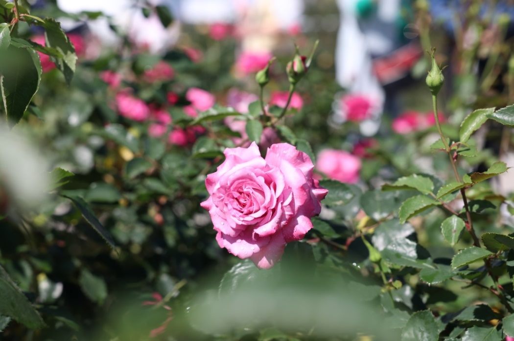 圖三、臺灣玫瑰培育家許古意先生研發品種—「紫珊」