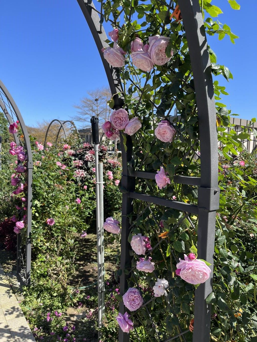 圖四、英國知名育種家大衛奧斯丁育種的淺粉色「自由精神」