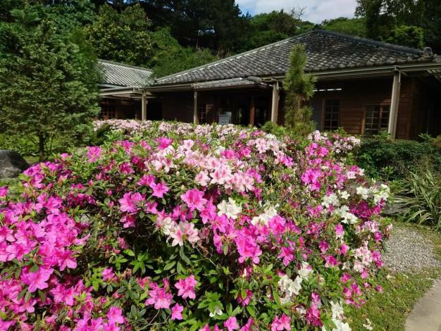 圖2綠化教室周邊栽種有臺北市市花「平戶杜鵑」，也是賞杜鵑花的熱門景點