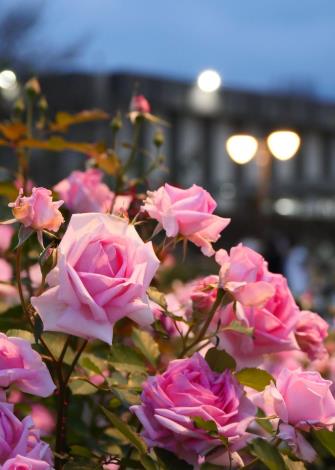 圖14來玫瑰園請不要太早離開，夜晚的玫瑰在燈光照耀下更顯嬌嫩。(Daidai Chang攝影)