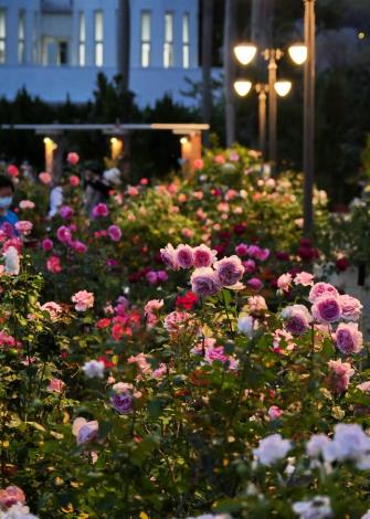圖15夜訪玫瑰園格外有異國風情，有如千面女郎的玫瑰展現不同日間的風采。(Daidai Chang攝影)
