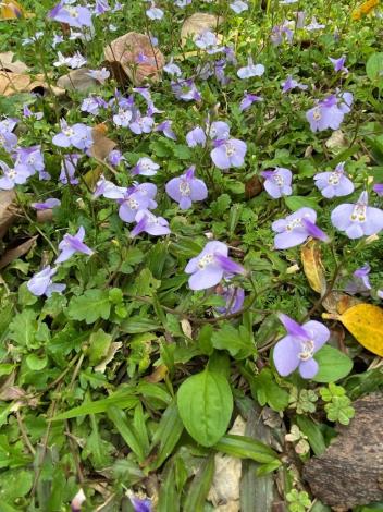 圖1.「通泉草」開花像藍紫色披巾迤邐大地