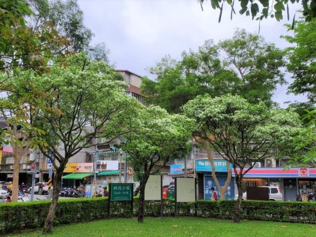 5.萬華區錦德公園德昌街與西園路轉角也有流蘇悄悄開花中