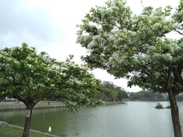 7.內湖區碧湖公園流蘇於池邊及步道旁為景色增加一點清新氛圍
