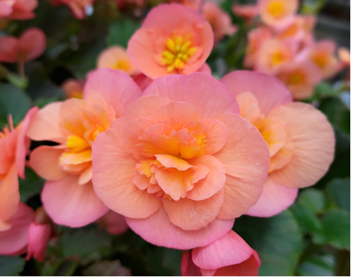 圖3.麗格秋海棠花色嬌豔，圖為荷蘭進口最新品種心愛櫻桃BELOVE CHERRY