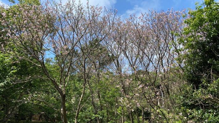 從日本空運來台，在花卉中心落腳的染井吉野櫻即將盛開