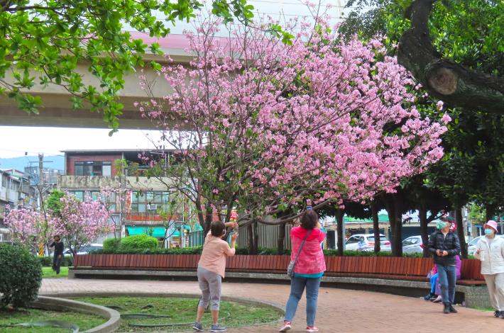 (圖1) 粉漾花況驚艷市民