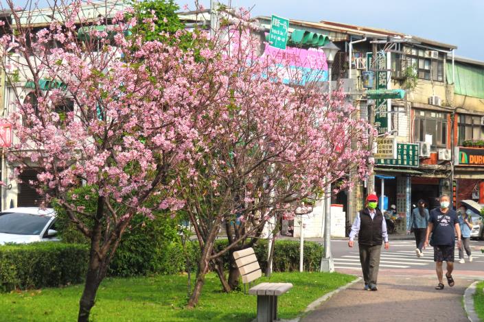 (圖3) 線型公園株齡較大的富士櫻主要分布在東陽街與石牌站間。