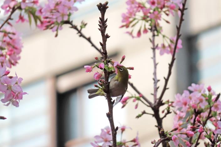 (圖7) 綠繡眼吸吮富士櫻花蜜。