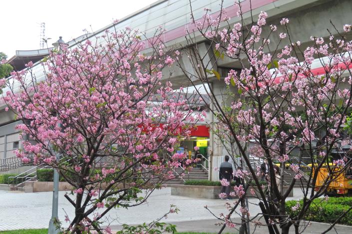 (圖2) 線型公園株齡較大的富士櫻主要分布在東陽街與石牌站間。