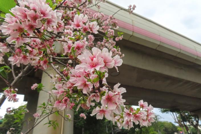 (圖9)線型公園中亦有少數吉野櫻，花期與富士櫻重疊。