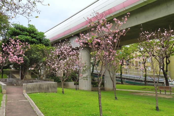 (圖5)富士櫻為捷運粉紅景觀線增添色彩