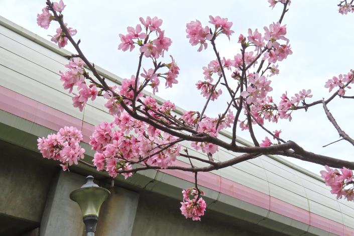 (圖8) 富士櫻為捷運粉紅景觀線增添色彩