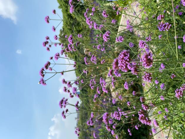 圖4原產於南美洲的誘蝶植物「柳葉馬鞭草」為紫色系植栽。