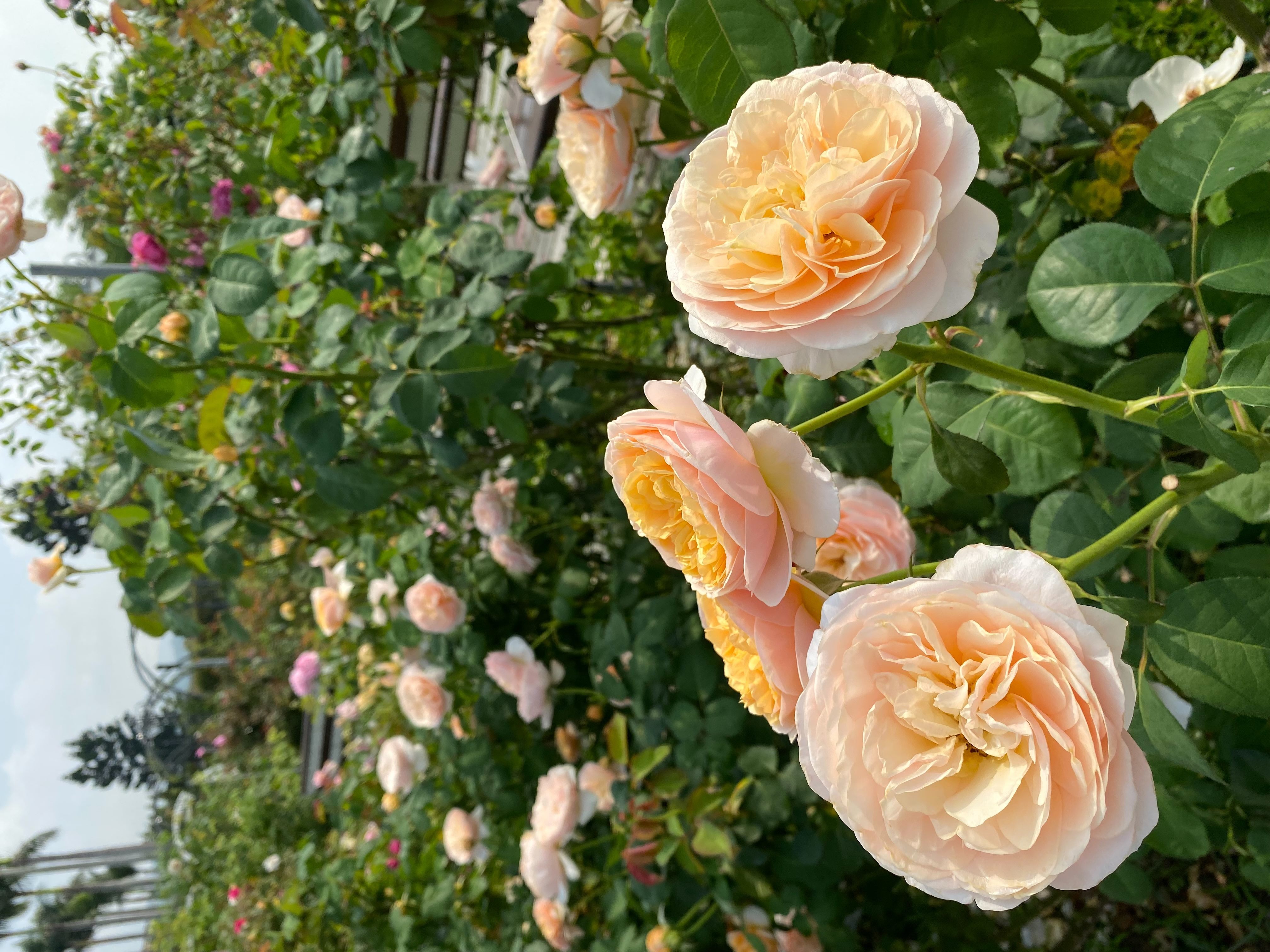 圖16「茱麗葉」有世界最名貴玫瑰之稱。
