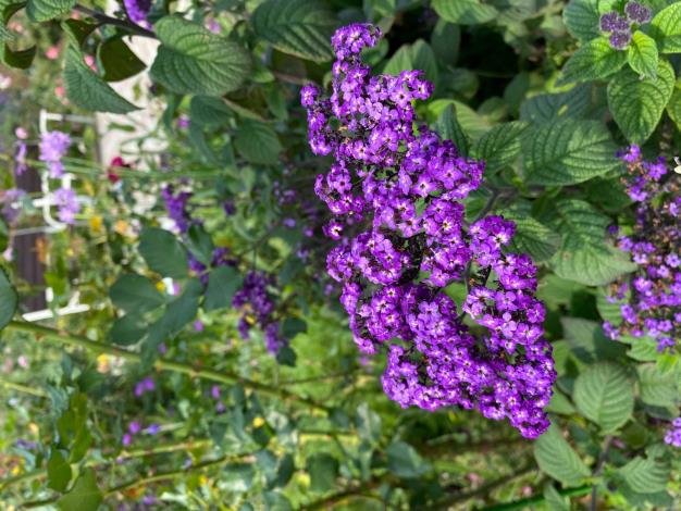 圖9「香水草」花色為優雅的藍紫色調，具有濃烈香氣。