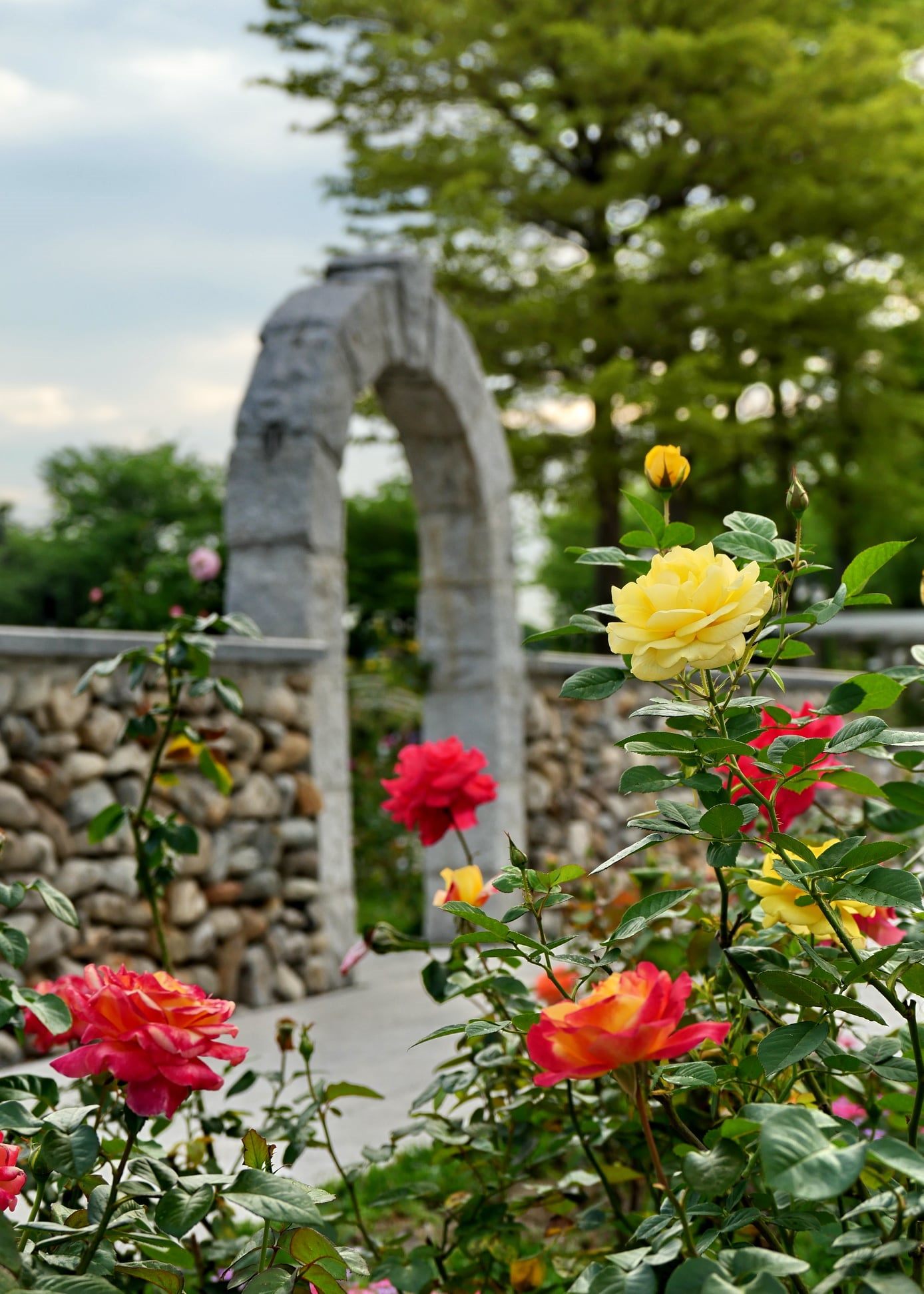 圖1玫瑰與古典歐式石牆，充滿異國風情。(Daidai Chang攝影)。