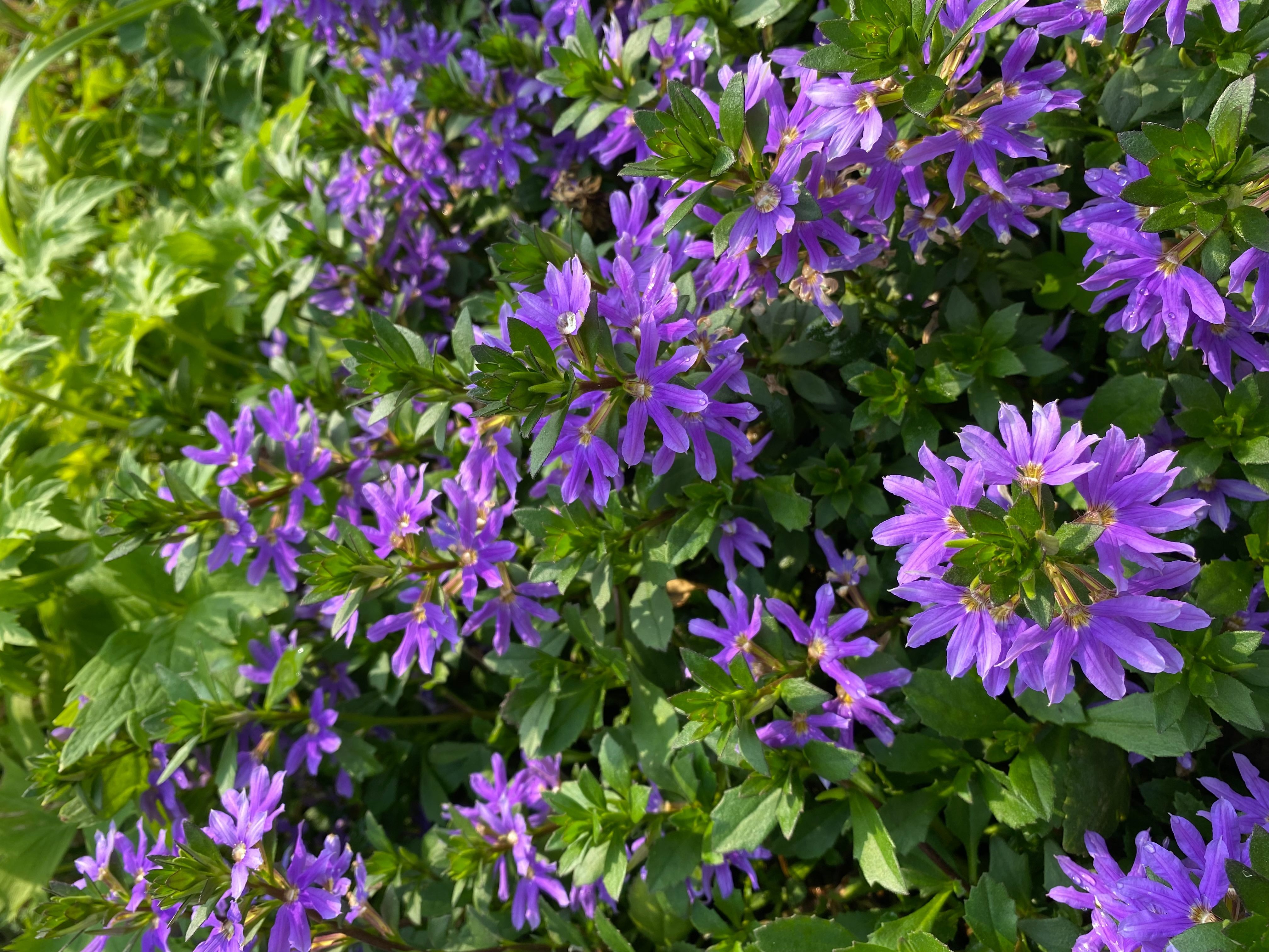圖10「紫扇花」只開半邊花，像展開的扇子。