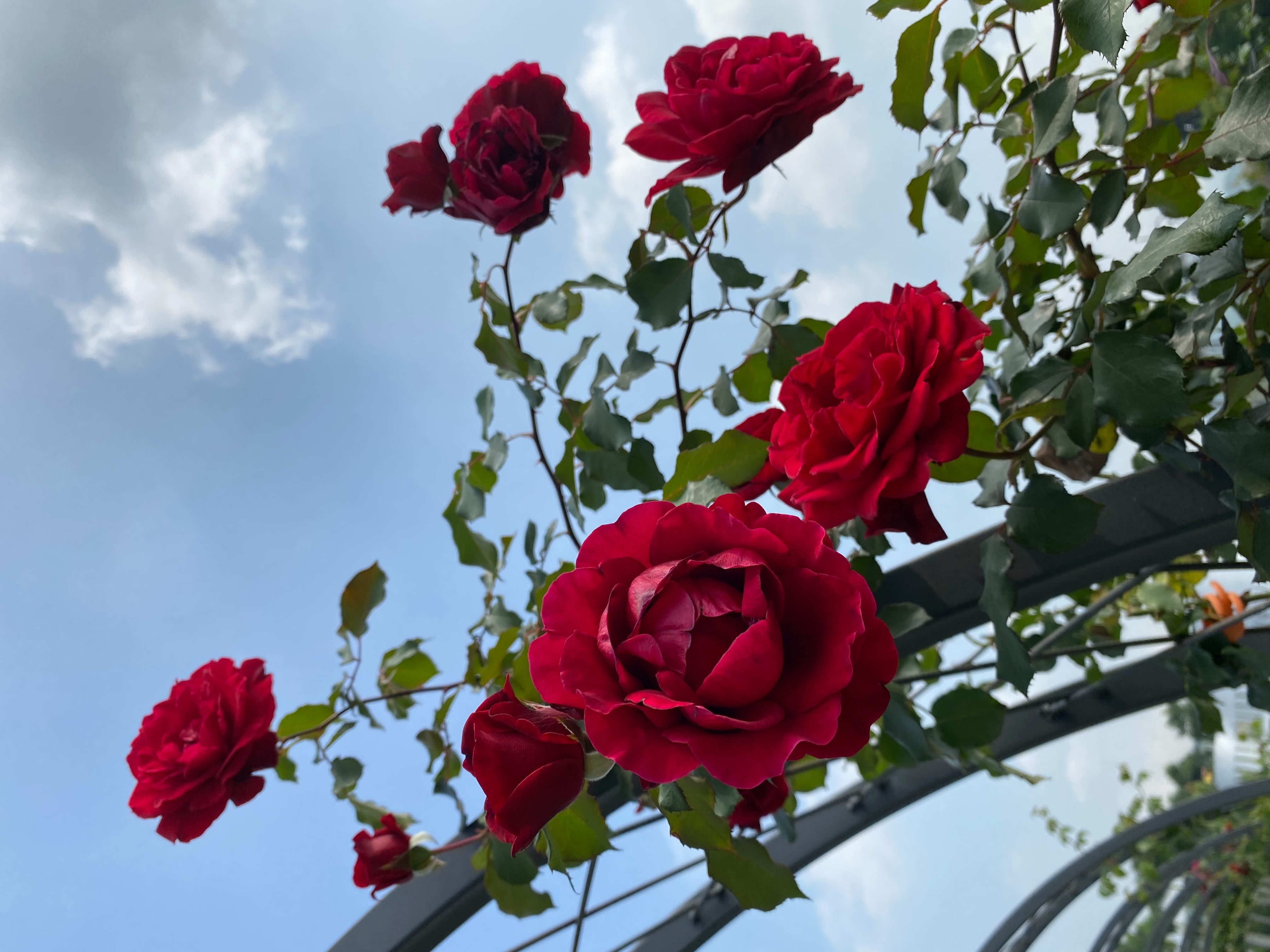 圖15「唐璜」具有強香，花瓣為極具特色的黑紅色，屬高人氣蔓性玫瑰。