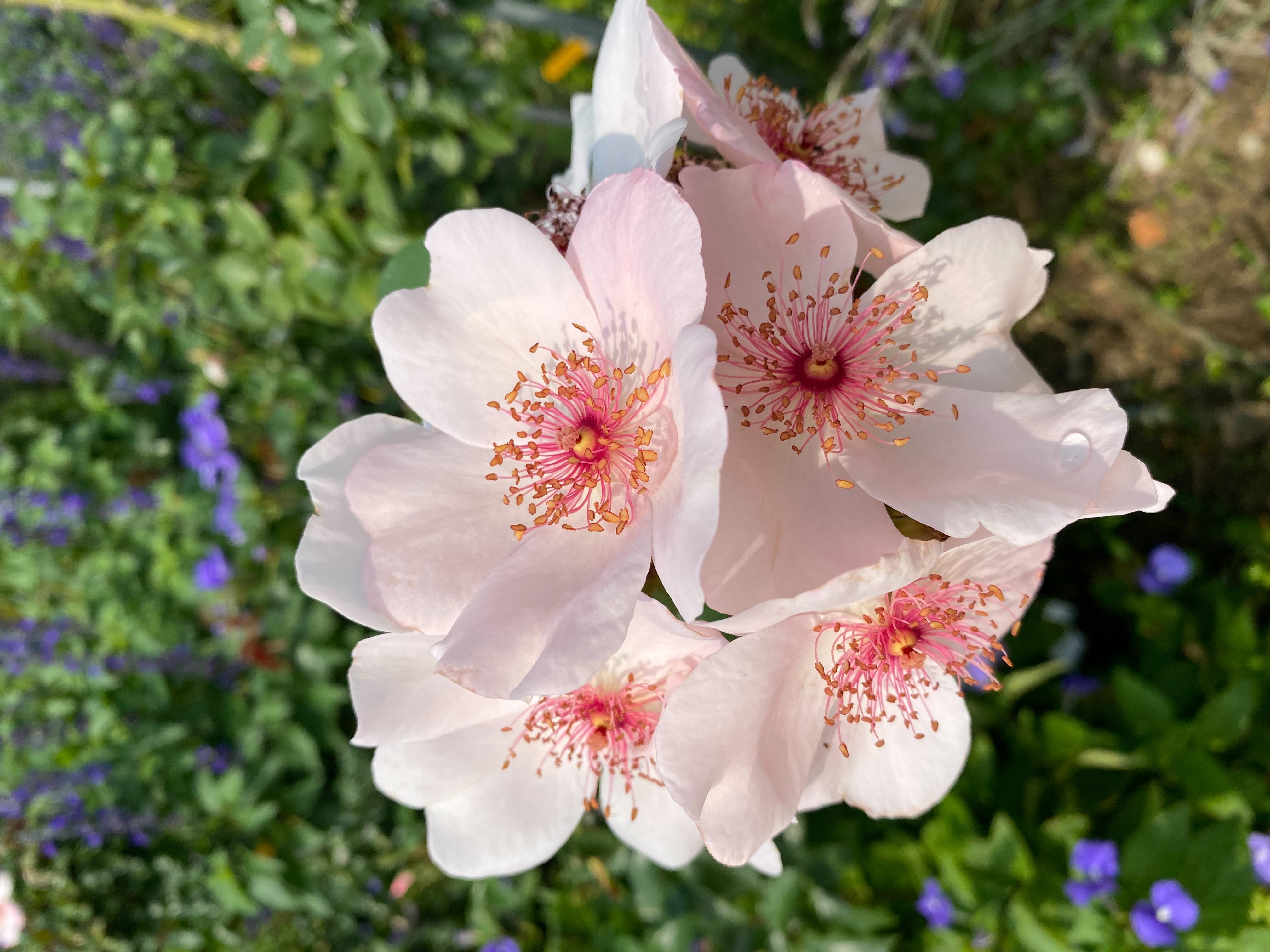圖17「粉紅莎可琳娜」花瓣心型，是五瓣的四季開花玫瑰。