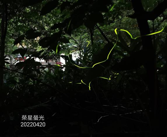 圖6「2022臺北市螢火蟲季」志工幹部拍出璀璨螢光。(榮星花園公園生態守護志工隊劉純娥拍攝)。