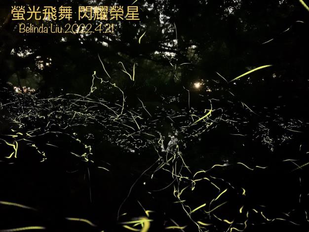 圖8「2022臺北市螢火蟲季」志工幹部拍出璀璨螢光(榮星花園公園生態守護志工隊劉碧鵑拍攝)。