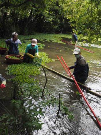 圖2賞螢季期間，志工團隊舉辦本月工作日，加強清除淤泥及外來種。