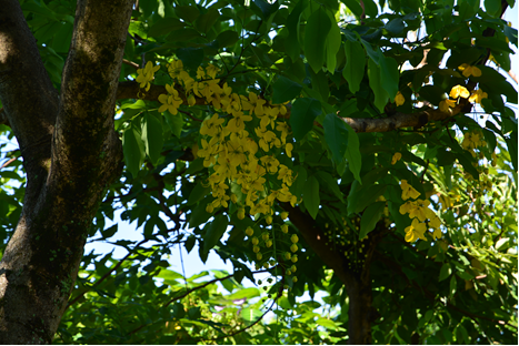 圖1.阿勃勒一串串鮮明黃色的花朵，造型若似一盞盞黃色吊飾。