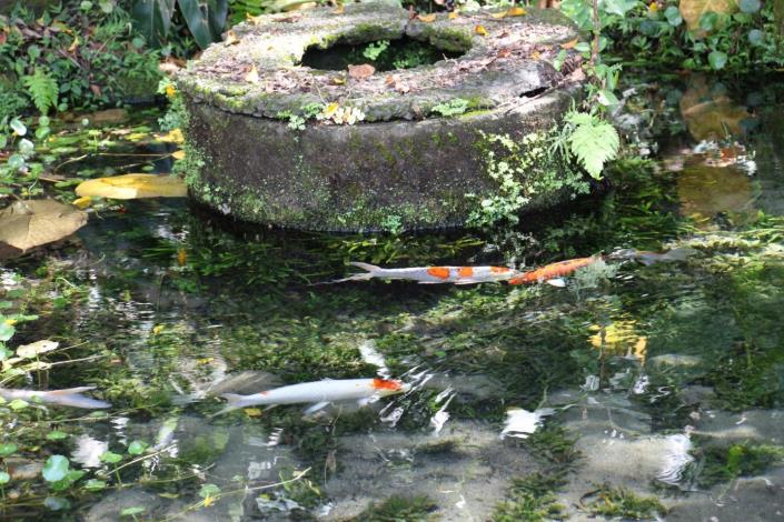 圖4、魚兒悠遊自在生活於「番井沸泉」沁涼水中