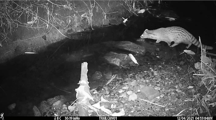 圖2、紅外線照相機在新庄仔埤拍到麝香貓(二級保育類) 的影像