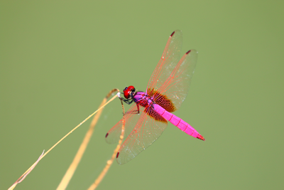 圖4、紫紅蜻蜓