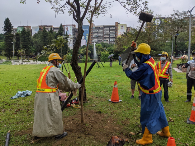 (圖1) 設置青年公園樹木保護支柱