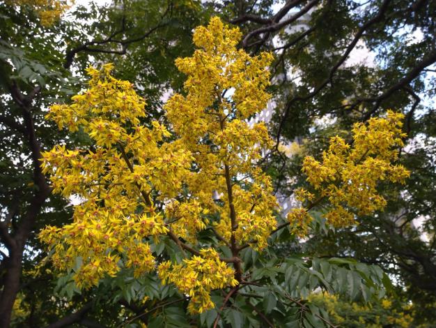 (圖5) 近看臺灣欒樹的金黃圓錐花序，原來是由數百朵的花集合而成