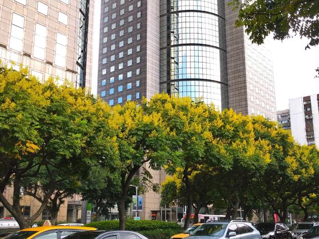 (圖6)敦化南路上盛開金黃色的臺灣欒樹