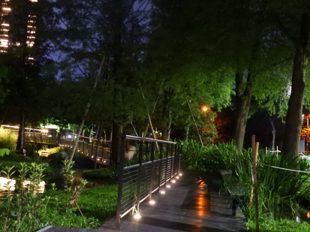 圖八、夜間的落羽松步道具有不同氛圍