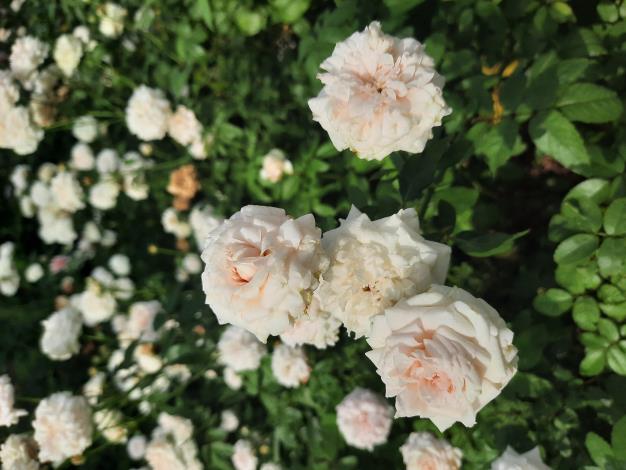 圖1源自北宋時期高雅白淨的古老玫瑰品種「粉妝樓」，是中國最古老的玫瑰品種。