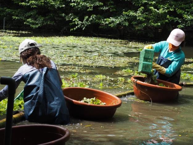 圖1志工團隊每月一次工作日，穿青蛙裝下生態池撈除外來種，展現對環境愛護之熱誠。