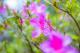 圖11：2023陽明山花季花況照片