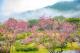 圖2：2023陽明山花季花況照片