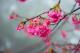 圖5：2023陽明山花季花況照片