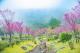圖1：2023陽明山花季花況照片